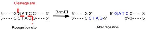 neb enzymes|bamh1 restriction site.